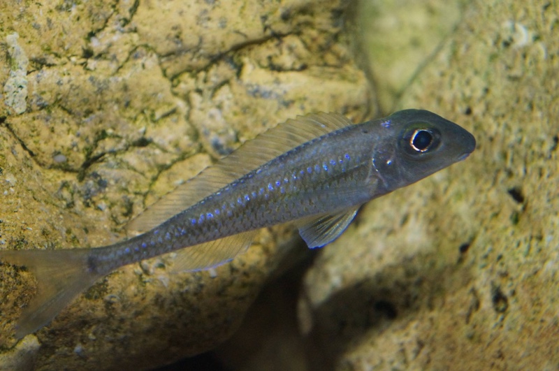 Asprotilapia leptura 'Cameron Bay'